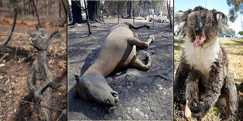 Avustralya’da yangınlarda ölen hayvanların sayısı 1,25 milyar