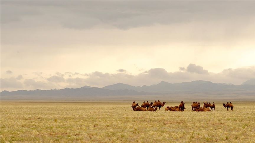 Avustralya’da 10 bin yabani deve vurularak itlaf edilecek