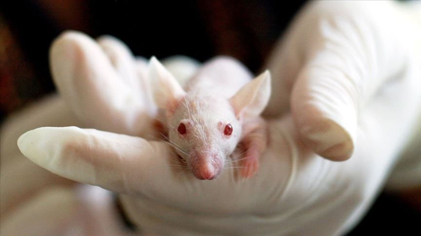 ABD ordusundan ‘koronavirüs aşısı farelerde denenmeye başlandı’ açıklaması