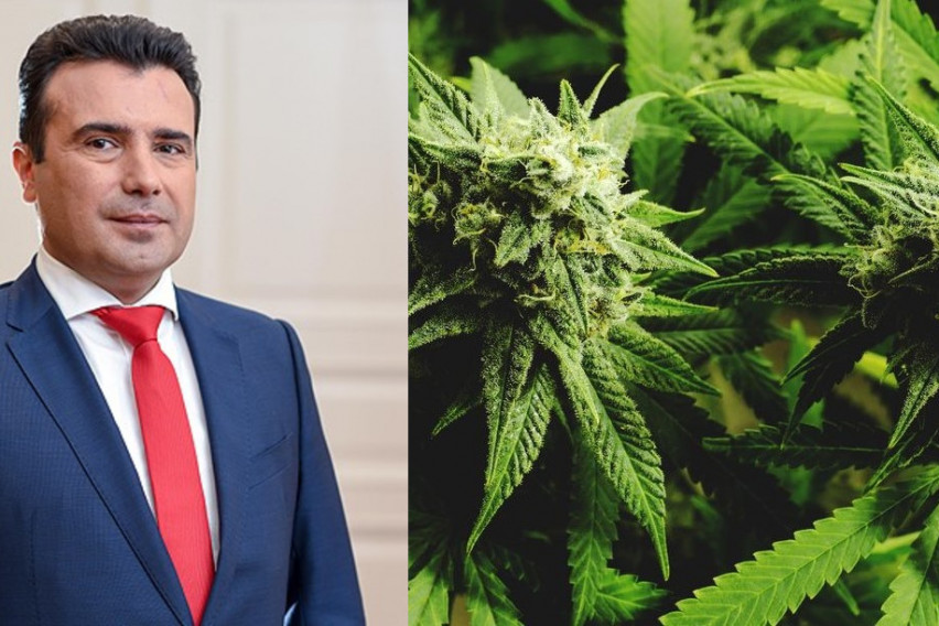 Zaev: Her vatandaş, kanunla belirlenen ajansın kontrolü altında marihuana yetiştirebilecek