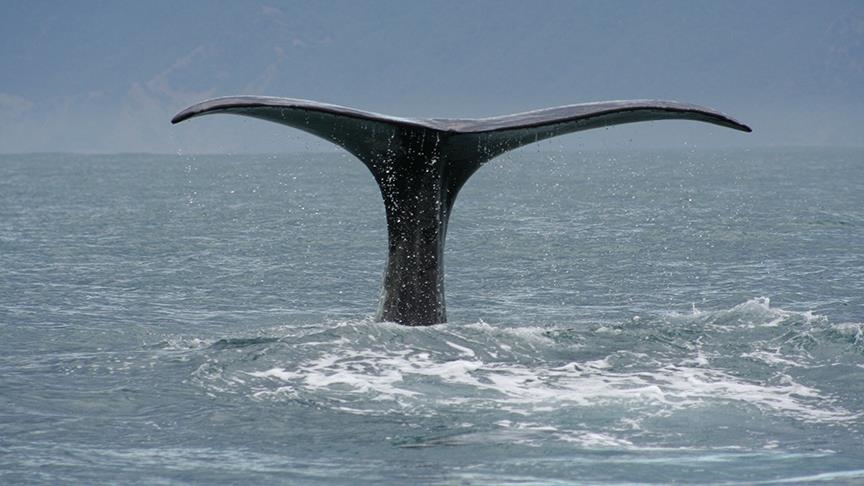 Meksika’da ‘3 gagalı’ yeni bir balina türü keşfedildi
