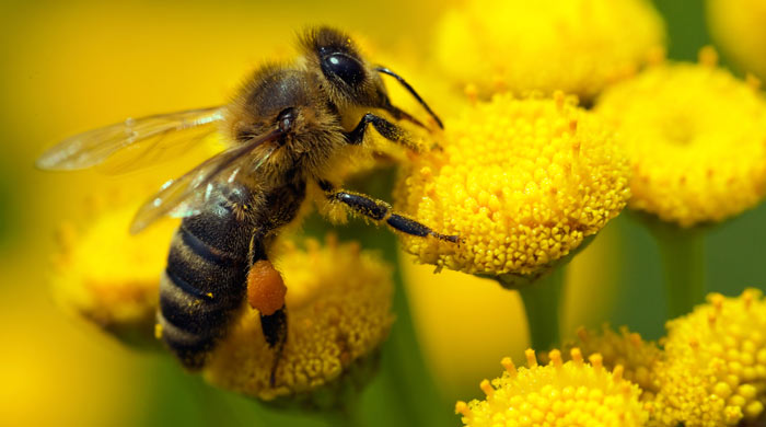Bulgaristan genelinde arı ölümleri % 50’nin üzerine çıktı