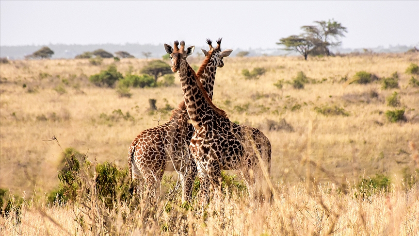 Kenya, vahşi doğadaki canlıların sayımına başladı