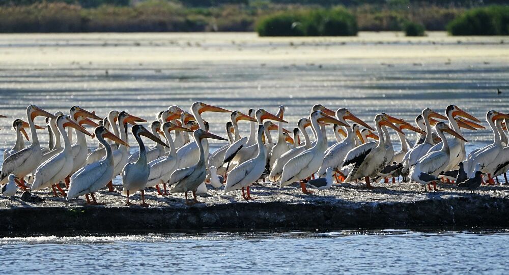 Pandemi pelikanlara yaradı: Arnavutluk’taki nüfusu son 1 yılda yüzde 20 arttı