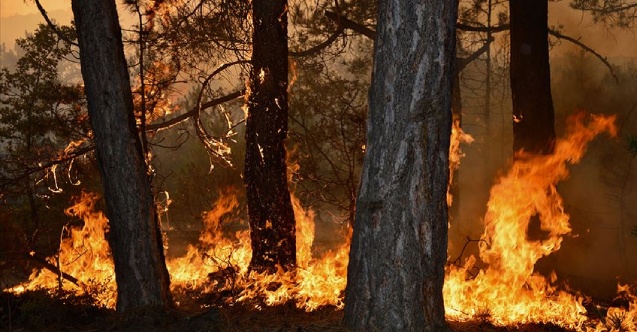 Arnavutluk’ta birçok noktada orman yangını