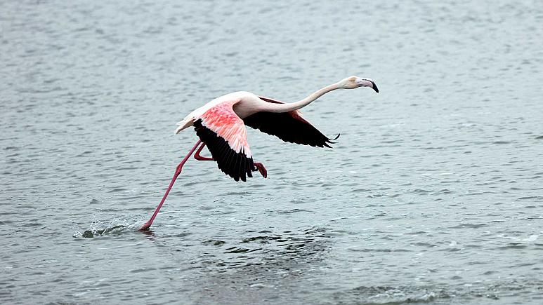 Arnavutluk’un en büyük havalimanı inşasına tepki: ‘Flamingoların sığınağını tehdit ediyor’