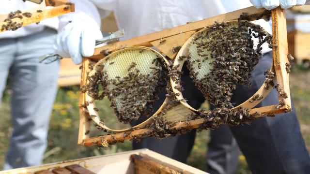 Hırvatistan’da arı ölümleri