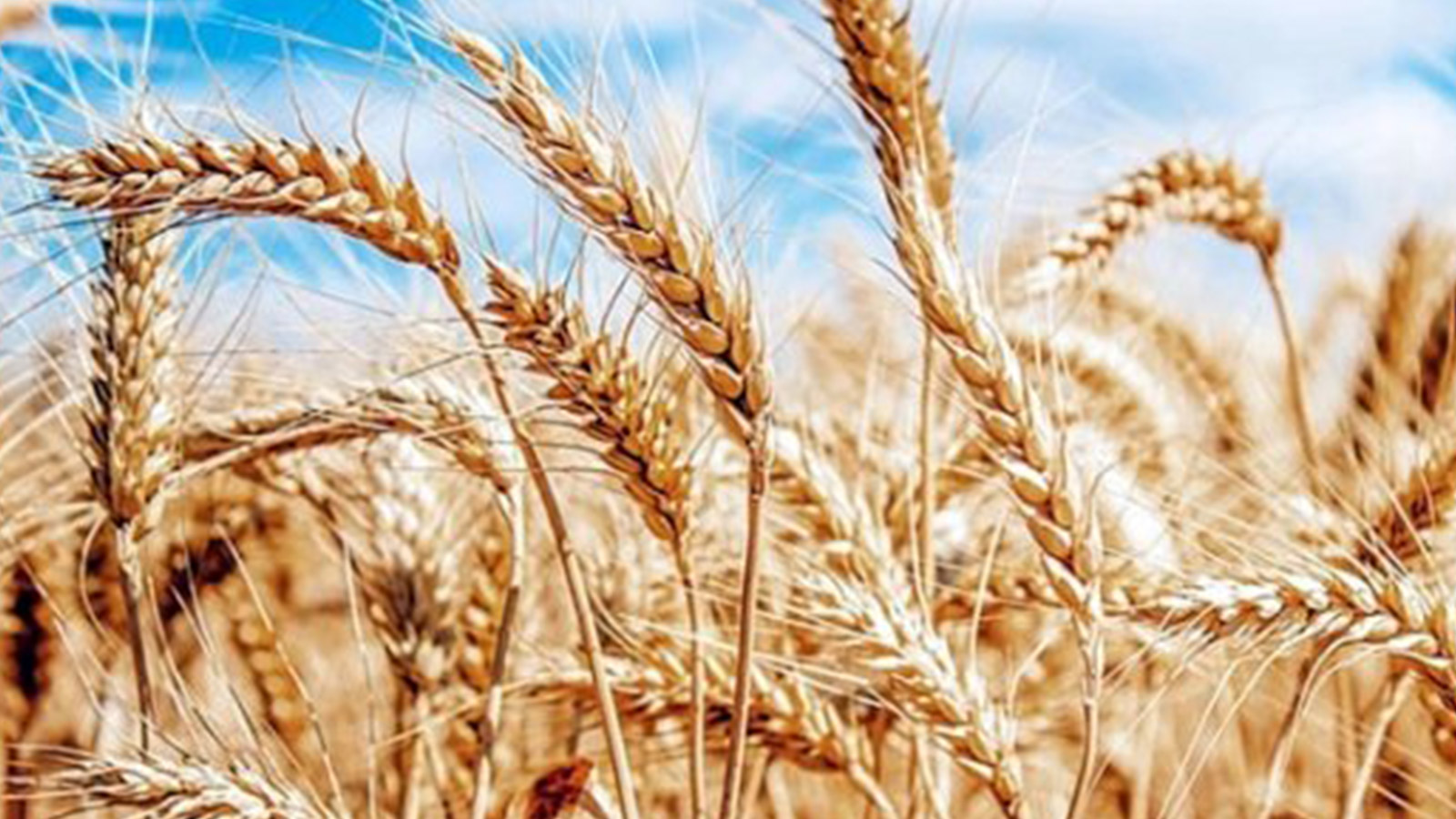 Bulgaristan’da buğday rekoltesi geçen yıla göre % 20 daha az