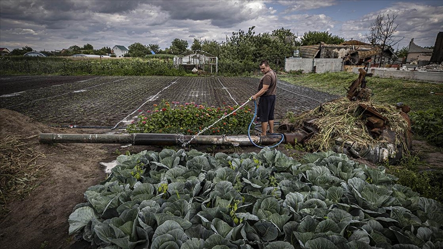 Ukrayna’da bir aile tank enkazının bulunduğu bahçesinde sebze yetiştiriyor