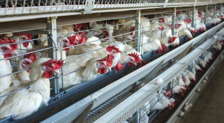 Bulgaristan’da kuş gribi alarmı: 19 bin tavuk itlaf edilecek￼
