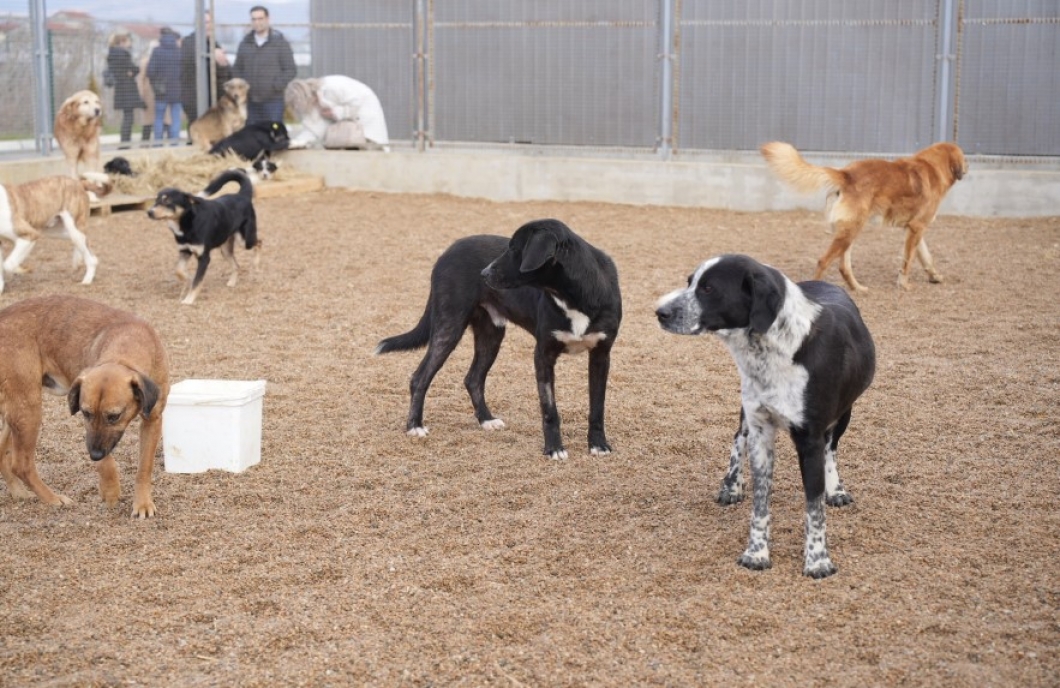 Ustrumca sahipsiz köpekler için barınak açan ilk belediye oldu