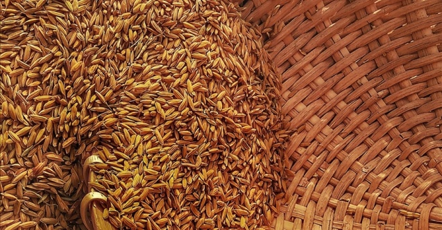 Bulgaristan hükümeti Ukrayna’dan 20 tahıl türünün ithalatını askıya aldı