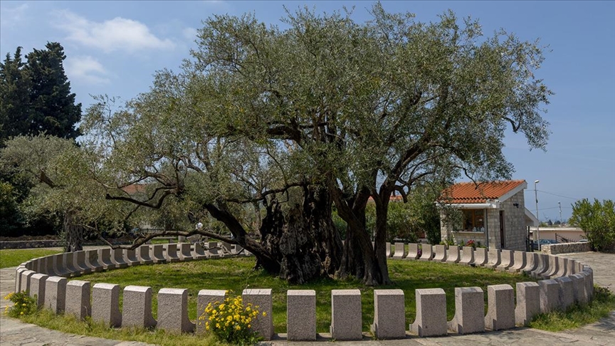 Karadağ’da barışı simgeleyen 2 bin 248 yaşındaki zeytin ağacı yıllara meydan okuyor