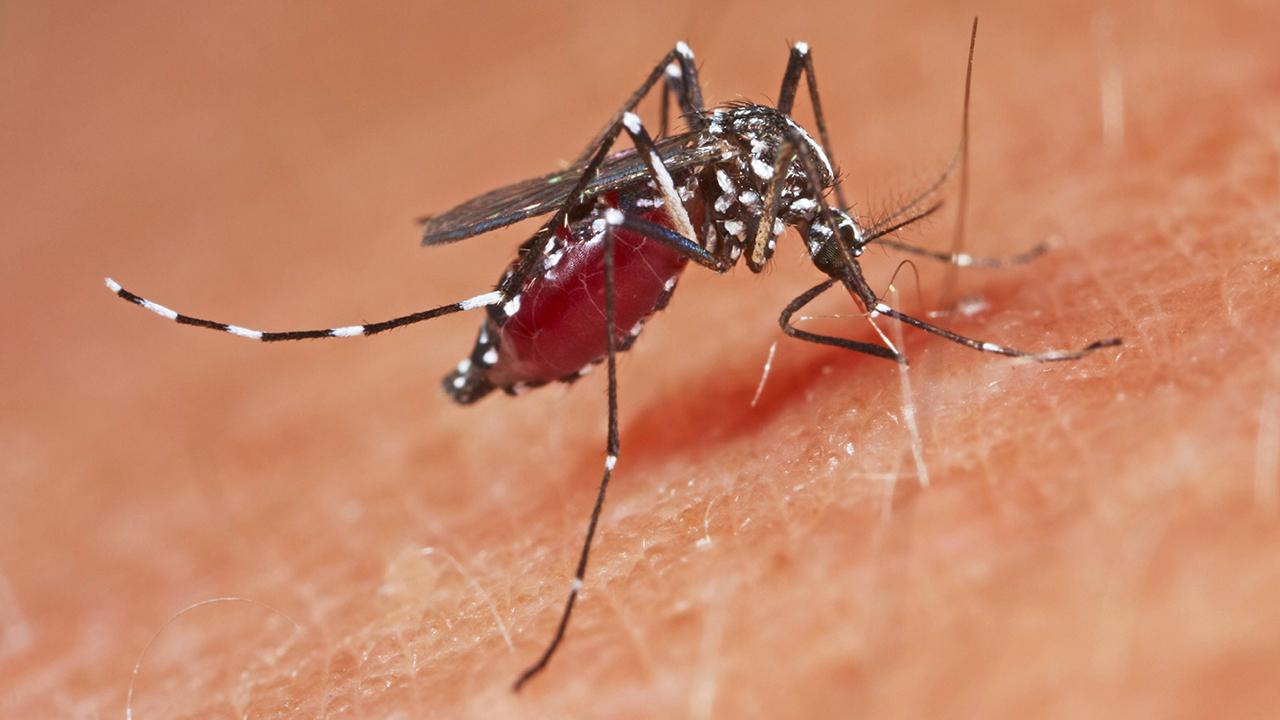 Yunanistan’da Batı Nil Virüsü vakalarında artış yaşandı