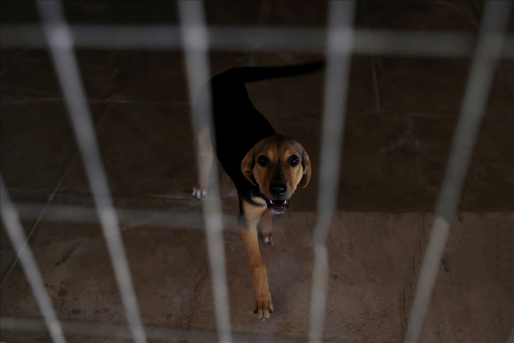Yunanistan sahipsiz hayvan sayısının artmasının önüne kısırlaştırmayla geçiyor