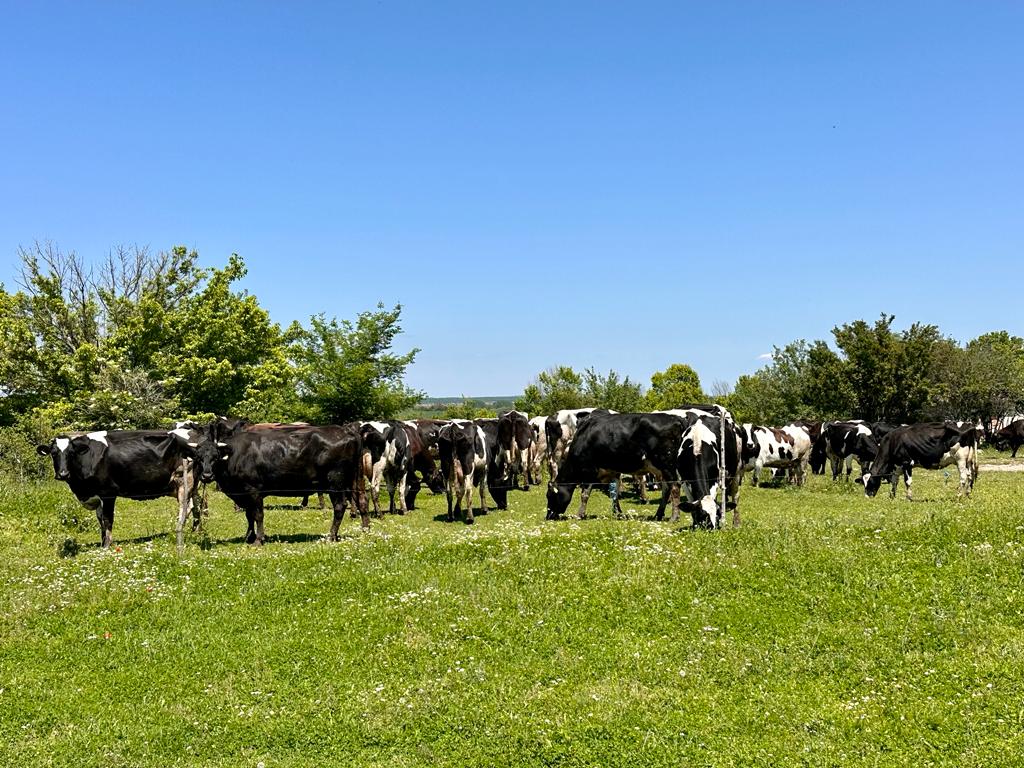 Bulgarista’da 600’ü aşkın inek ve koyun çiftliği kapatıldı