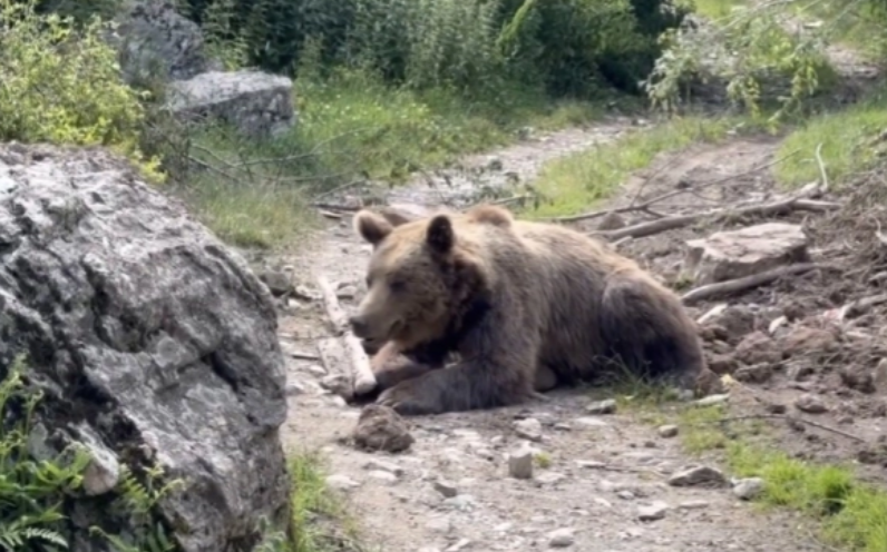 Şar Dağı’nda Danimarkalı turiste ayı saldırdı