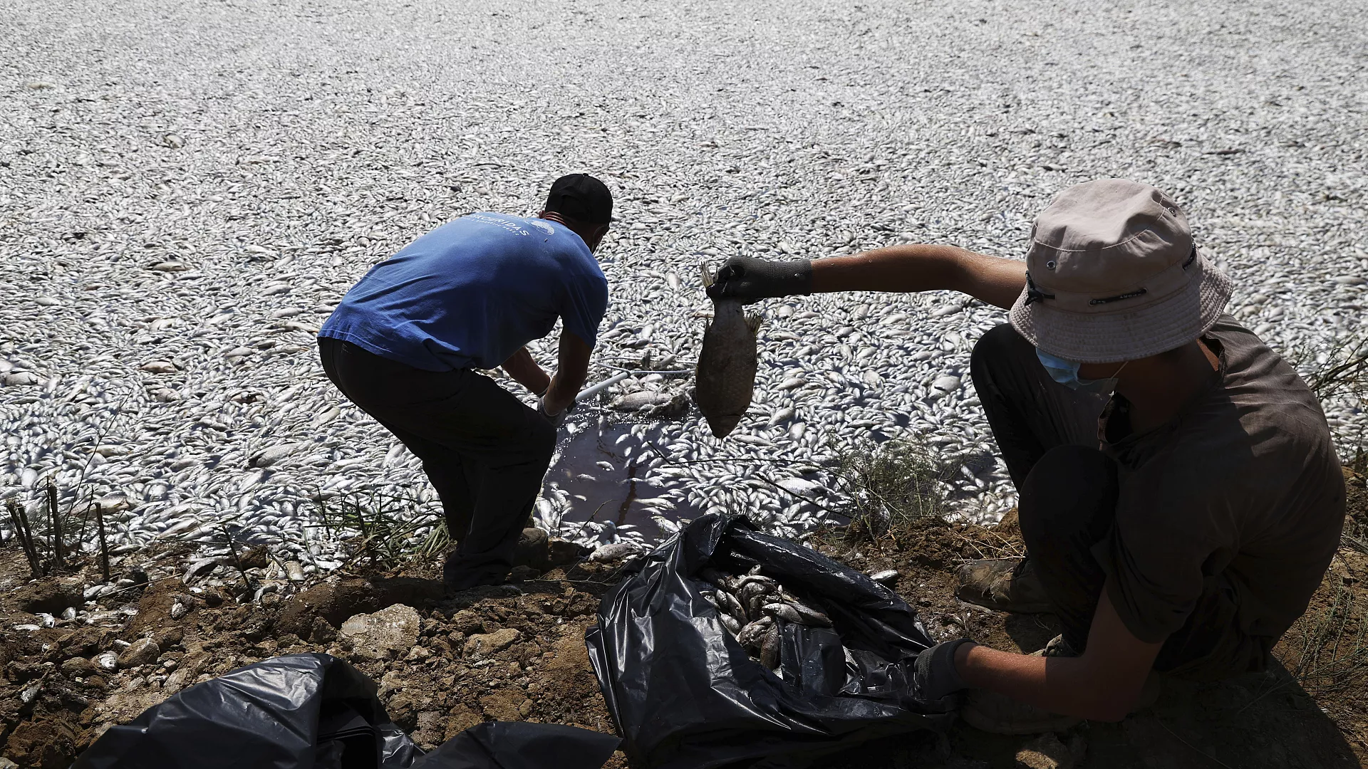 Yunanistan’ın Volos limanı çevresinde binlerce ölü balık nedeniyle olağanüstü hal ilan edildi