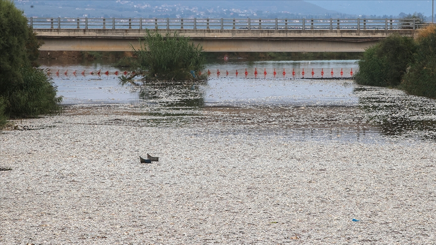 Yunanistan’ın Volos kentinde tonlarca ölü balık nedeniyle olağanüstü hal ilan edildi