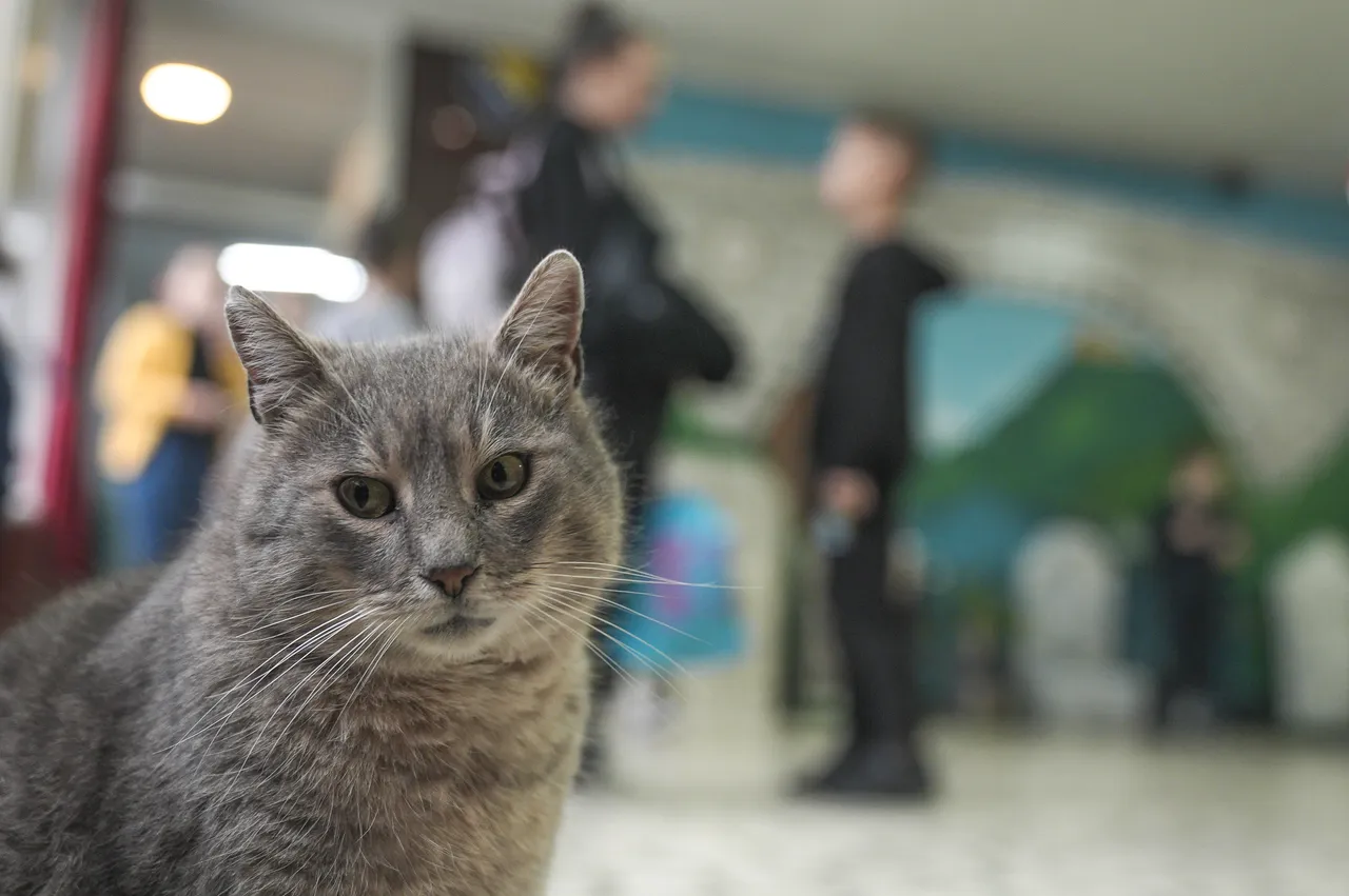 Saraybosnalı Mirza adlı kedi, ilkokul öğrencilerinin “okul arkadaşı” ve en sevdiği hayvanlardan biri